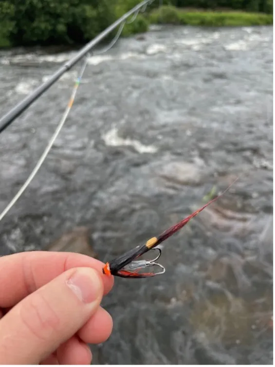 fluga framför fors