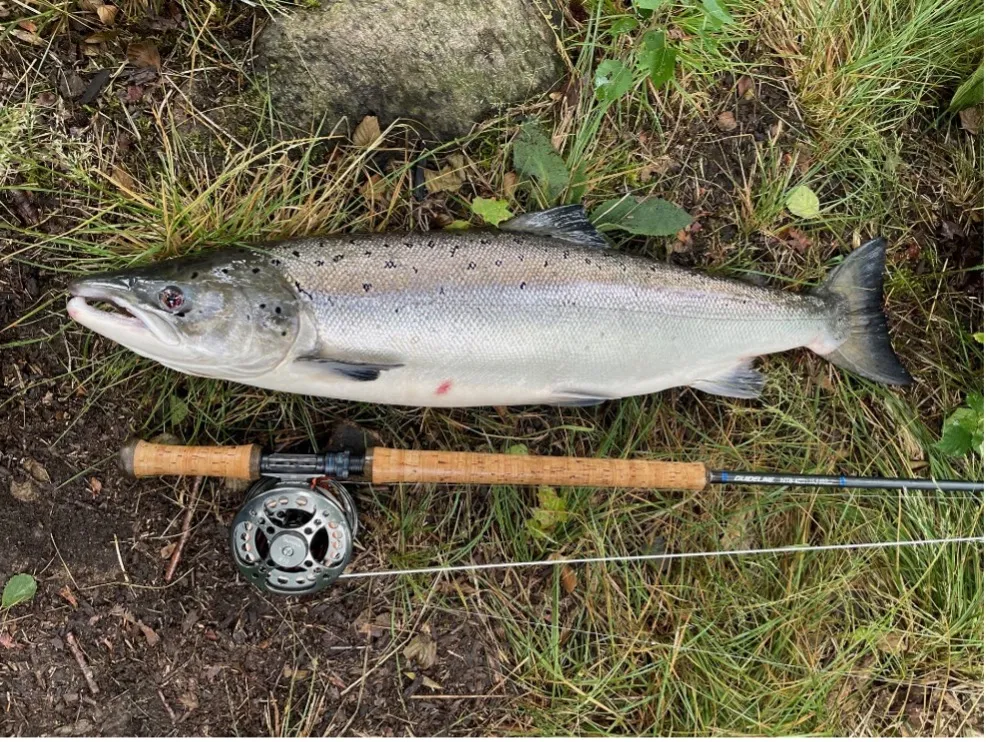 lax på mark bredvid fiskespö
