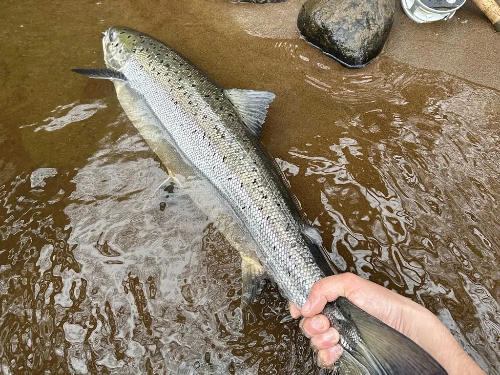 Sommarhälsning med hopp om skitväder